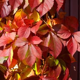 Parthenocissus quinquefolia 'Red Wall®' Parthenocissus quinquefolia 'Red Wall®'