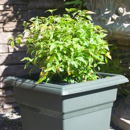 Nandina domestica 'Firepower' Nandina domestica 'Firepower'