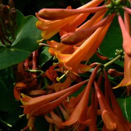 Lonicera x brownii 'Dropmore Scarlet' Lonicera x brownii 'Dropmore Scarlet'