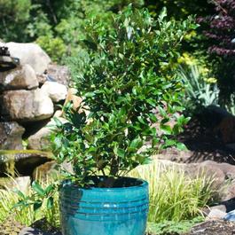 Ligustrum japonicum 'Recurvifolium' Ligustrum japonicum 'Recurvifolium'