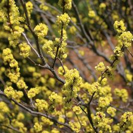 Lindera benzoin Lindera benzoin