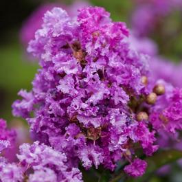 Lagerstroemia 'Purple Magic' Lagerstroemia 'Purple Magic'