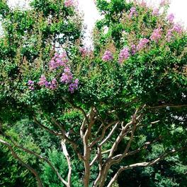 Lagerstroemia indica 'Catawba' Lagerstroemia indica 'Catawba'