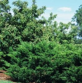Juniperus chinensis 'Sea Green' Juniperus chinensis 'Sea Green'