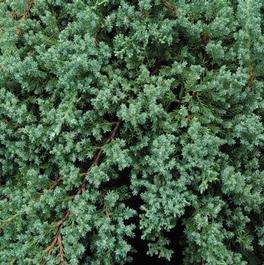 Juniperus procumbens 'Nana' Juniperus procumbens 'Nana'