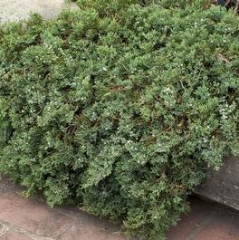 Juniperus horizontalis 'Wiltonii' Juniperus horizontalis 'Wiltonii'