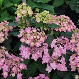 Hydrangea macrophylla x serrata Let's Dance® 'Can Do!' Hydrangea macrophylla x serrata Let's Dance® 'Can Do!'