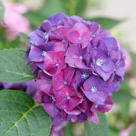 Hydrangea macrophylla Wee Bit Grumpy® Hydrangea macrophylla Wee Bit Grumpy®