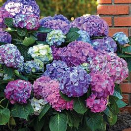 Hydrangea macrophylla 'L.A. Dreamin'®' Hydrangea macrophylla 'L.A. Dreamin'®'