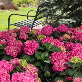 Hydrangea macrophylla 'Summer Crush®' Hydrangea macrophylla 'Summer Crush®'