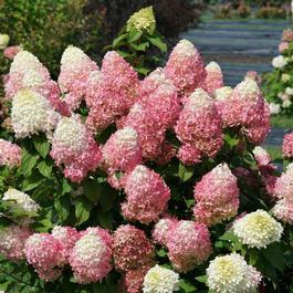 Hydrangea paniculata 'Quick Fire Fab®' Hydrangea paniculata 'Quick Fire Fab®'