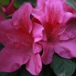 Rhododendron Bloom-A-Thon® 'Lavender' Rhododendron Bloom-A-Thon® 'Lavender'