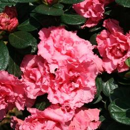 Rhododendron Bloom-A-Thon® 'Pink Double' Rhododendron Bloom-A-Thon® 'Pink Double'