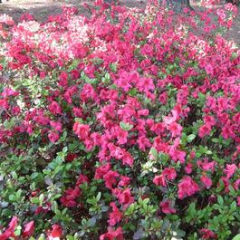 Rhododendron kaempferi 'Johanna'