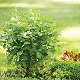 Cornus stolonifera 'Arctic Fire® Red' Cornus stolonifera 'Arctic Fire® Red'