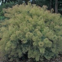 Cotinus coggygria 'Young Lady' Cotinus coggygria 'Young Lady'