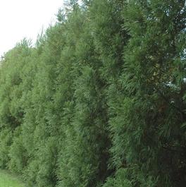 Cryptomeria japonica 'Radicans' Cryptomeria japonica 'Radicans'