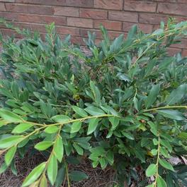 Distylium 'Vintage Jade' Distylium 'Vintage Jade'