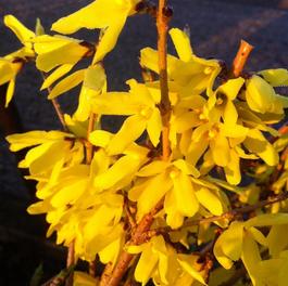 Forsythia ovata 'Northern Gold' Forsythia ovata 'Northern Gold'