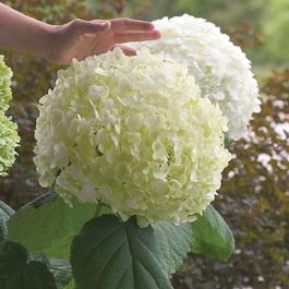 Hydrangea arborescens 'Incrediball®' Hydrangea arborescens 'Incrediball®'