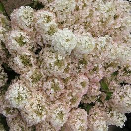 Hydrangea paniculata 'Bobo®' Hydrangea paniculata 'Bobo®'