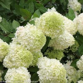 Hydrangea paniculata 'Limelight' Hydrangea paniculata 'Limelight'
