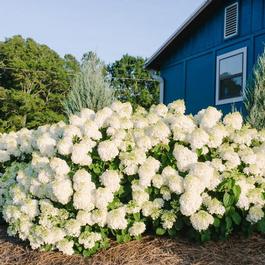 Hydrangea paniculata 'Little Hottie®' Hydrangea paniculata 'Little Hottie®'