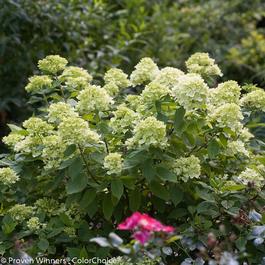 Hydrangea paniculata 'Little Lime®' Hydrangea paniculata 'Little Lime®'