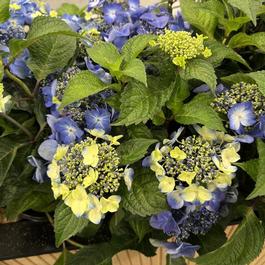 Hydrangea macrophylla 'Pop Star®' Hydrangea macrophylla 'Pop Star®'