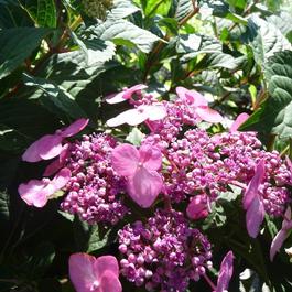 Hydrangea macrophylla 'Twist-n-Shout®' Hydrangea macrophylla 'Twist-n-Shout®'
