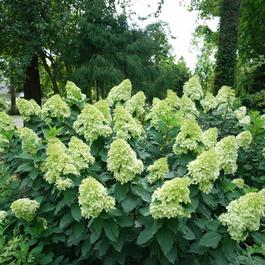 Hydrangea paniculata 'Limelight Prime®' Hydrangea paniculata 'Limelight Prime®'