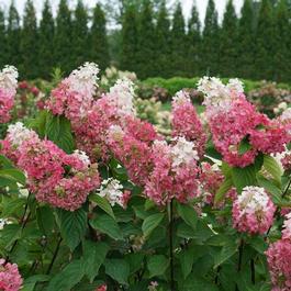 Hydrangea paniculata 'Pinky Winky Prime®' Hydrangea paniculata 'Pinky Winky Prime®'