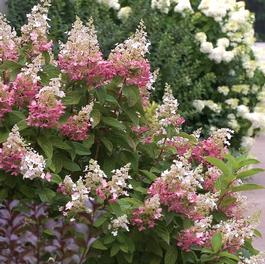 Hydrangea paniculata 'Pinky Winky®' Hydrangea paniculata 'Pinky Winky®'
