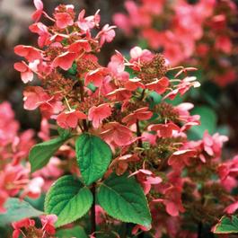 Hydrangea paniculata 'Quick Fire®' Hydrangea paniculata 'Quick Fire®'