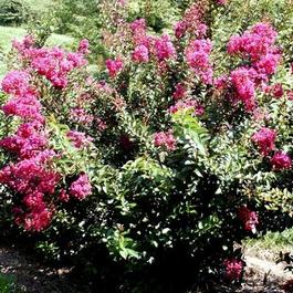 Lagerstroemia indica 'Dynamite' Lagerstroemia indica 'Dynamite'