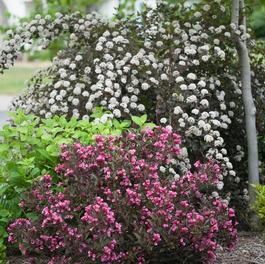Physocarpus opulifolius Summer Wine® Physocarpus opulifolius Summer Wine®