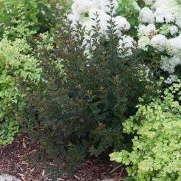 Physocarpus opulifolius Tiny Wine® Physocarpus opulifolius Tiny Wine®