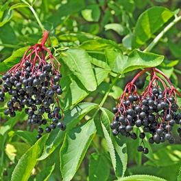Sambucus canadensis Sambucus canadensis
