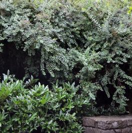 Spiraea nipponica 'Snowmound'