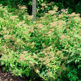 Spiraea japonica 'Shirobana' Spiraea japonica 'Shirobana'