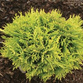 Thuja occidentalis 'Anna's Magic Ball®' Thuja occidentalis 'Anna's Magic Ball®'