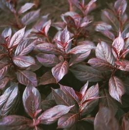 Weigela florida 'Midnight Wine®' Weigela florida 'Midnight Wine®'