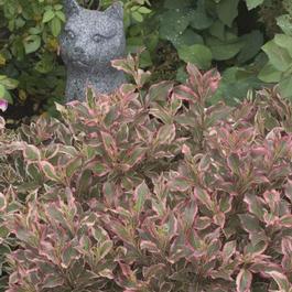 Weigela florida 'My Monet®' Weigela florida 'My Monet®'