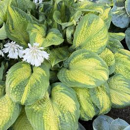 Hosta 'Brother Stefan' Hosta 'Brother Stefan'
