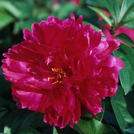 Paeonia lactiflora 'Karl Rosenfeld'