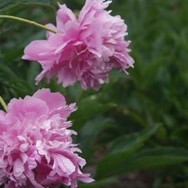 Paeonia lactiflora 'Mons. Jules Elie'