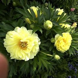 Paeonia 'Bartzella' Paeonia 'Bartzella'