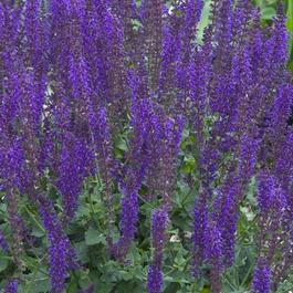 Salvia x sylvestris 'May Night' Salvia x sylvestris 'May Night'