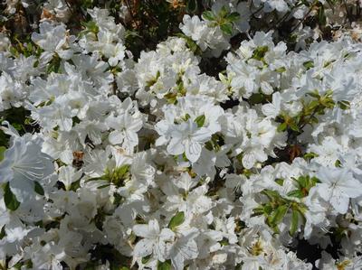 Azalea Delaware Valley White - Azalea