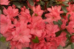 Azaleas Blaauw's Pink Azalea from David's Nursery